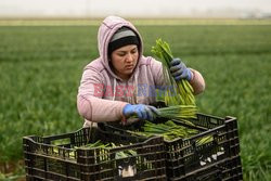 Rumuńscy pracownicy sezonowi w Anglii - AFP