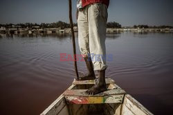 Wydobywanie soli w Senegalu - AFP