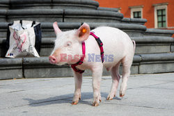 Miniaturowa świnka uprowadzona