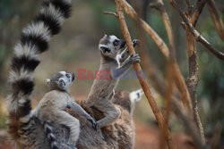 Lemury-bliźniaki