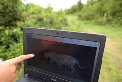 Ochrona jaguarów w Kolumbii - AFP