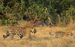 Ochrona jaguarów w Kolumbii - AFP
