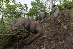 18 słoni zginęło od uderzenia błyskawicy