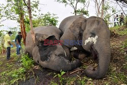 18 słoni zginęło od uderzenia błyskawicy