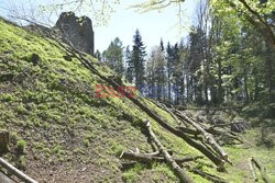 Wycięte drzew na wzgórzu wokół ruin zamku w Lanckoronie