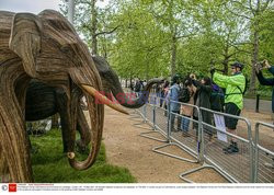 Wystawa słoni przed pałacem Buckingham