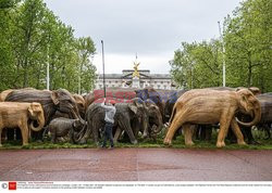 Wystawa słoni przed pałacem Buckingham