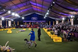 Wystawa psów  Westminster Kennel Club - NYT