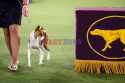 Wystawa psów  Westminster Kennel Club - NYT