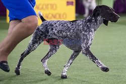 Wystawa psów  Westminster Kennel Club - NYT