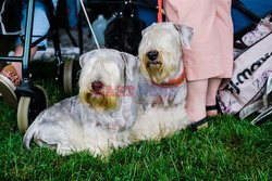 Wystawa psów  Westminster Kennel Club - NYT