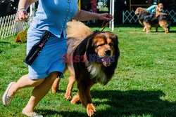 Wystawa psów  Westminster Kennel Club - NYT