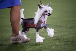 Wystawa psów  Westminster Kennel Club - NYT