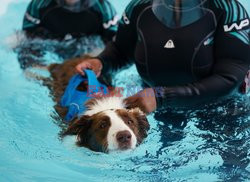 Hydroterapia dla psów