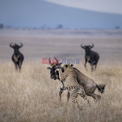 Gepard złapał gnu