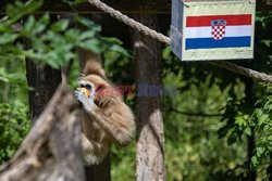 Gibbon typuje wynik meczu Chorwacja - Szkocja