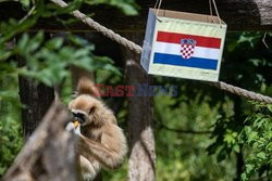 Gibbon typuje wynik meczu Chorwacja - Szkocja