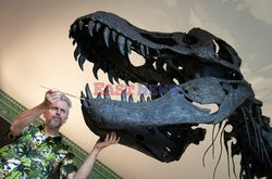 Odkurzanie zębów dinozaura