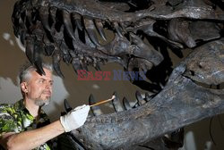 Odkurzanie zębów dinozaura