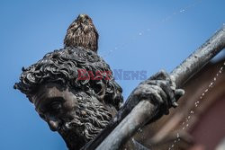 Pustułka ochładza się w gdańskiej fontannie Neptuna