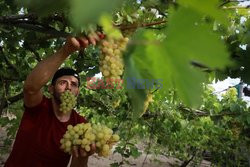 Zbiór winogron w Gazie