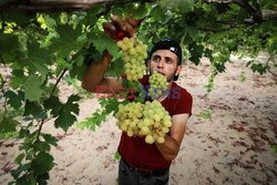Zbiór winogron w Gazie