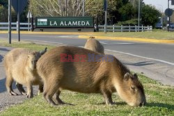 Kapibary w bogatej prowincji Argentyny