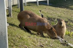 Kapibary w bogatej prowincji Argentyny