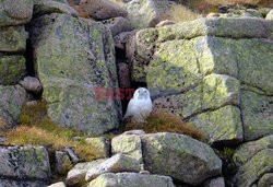 Rzadka sowa snieżna widziana w Szkocji