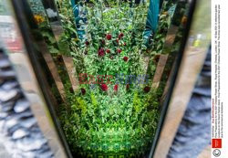 Przygotowania do Chelsea Flower Show 2021