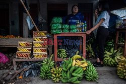 Uprawa liści koki w Peru - AFP