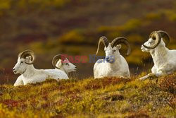 Design Pics/Alaska Stock Images