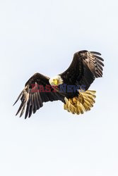 Design Pics/Alaska Stock Images