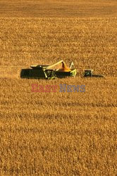 Design Pics/AgStock RM Images 10/2021