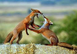 Lisy walczą dla zabawy