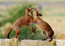 Lisy walczą dla zabawy