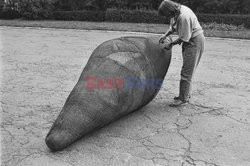 Magdalena Abakanowicz i jej rzeźby