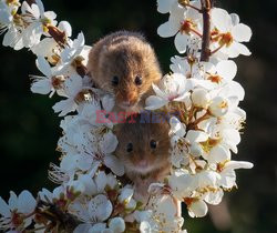 Myszki w kwiatach