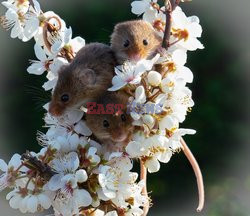 Myszki w kwiatach