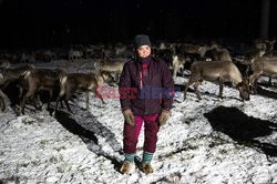 Hodowla reniferów w Laponii - AFP