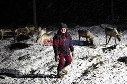 Hodowla reniferów w Laponii - AFP