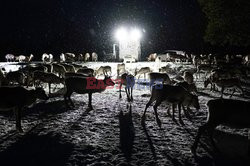 Hodowla reniferów w Laponii - AFP