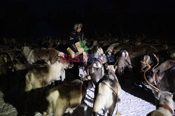 Hodowla reniferów w Laponii - AFP