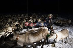 Hodowla reniferów w Laponii - AFP