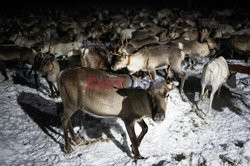 Hodowla reniferów w Laponii - AFP