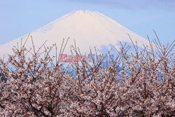 Kwitnące wiśnie w Tokio