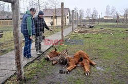 Ekopark z farmą strusi ostrzelany przez Rosjan