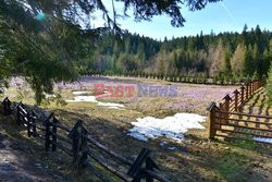 Polskie Tatry Albin Marciniak