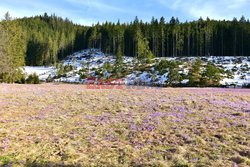 Polskie Tatry Albin Marciniak