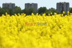 Pola rzepakowe na przedmieściach Krakowa